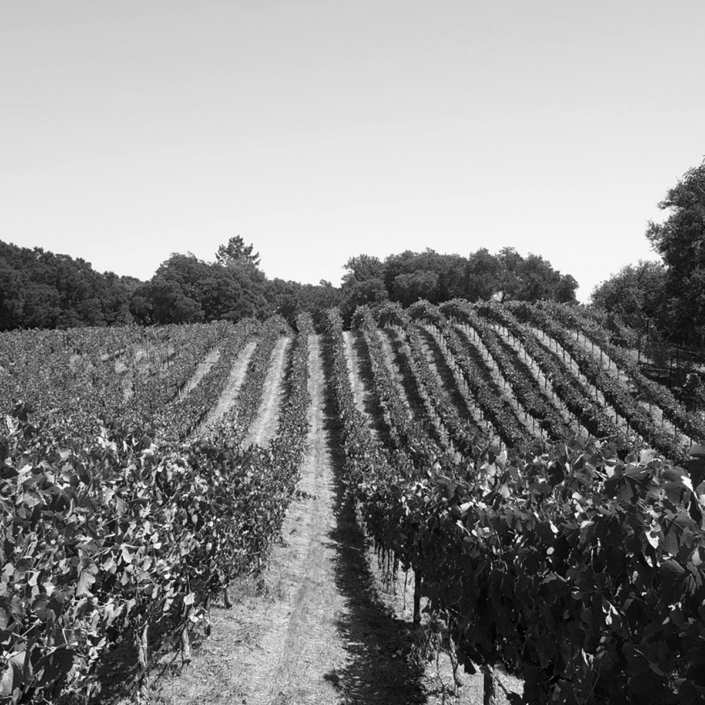 Russell Ranch Vineyard