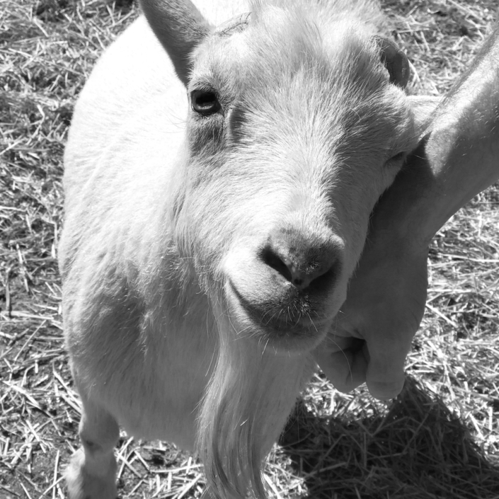 Russell Goat